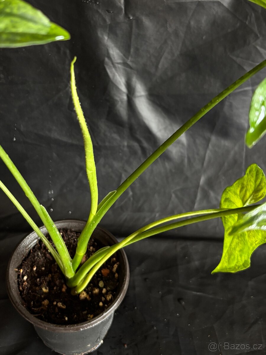 Syngonium Mojito - 5