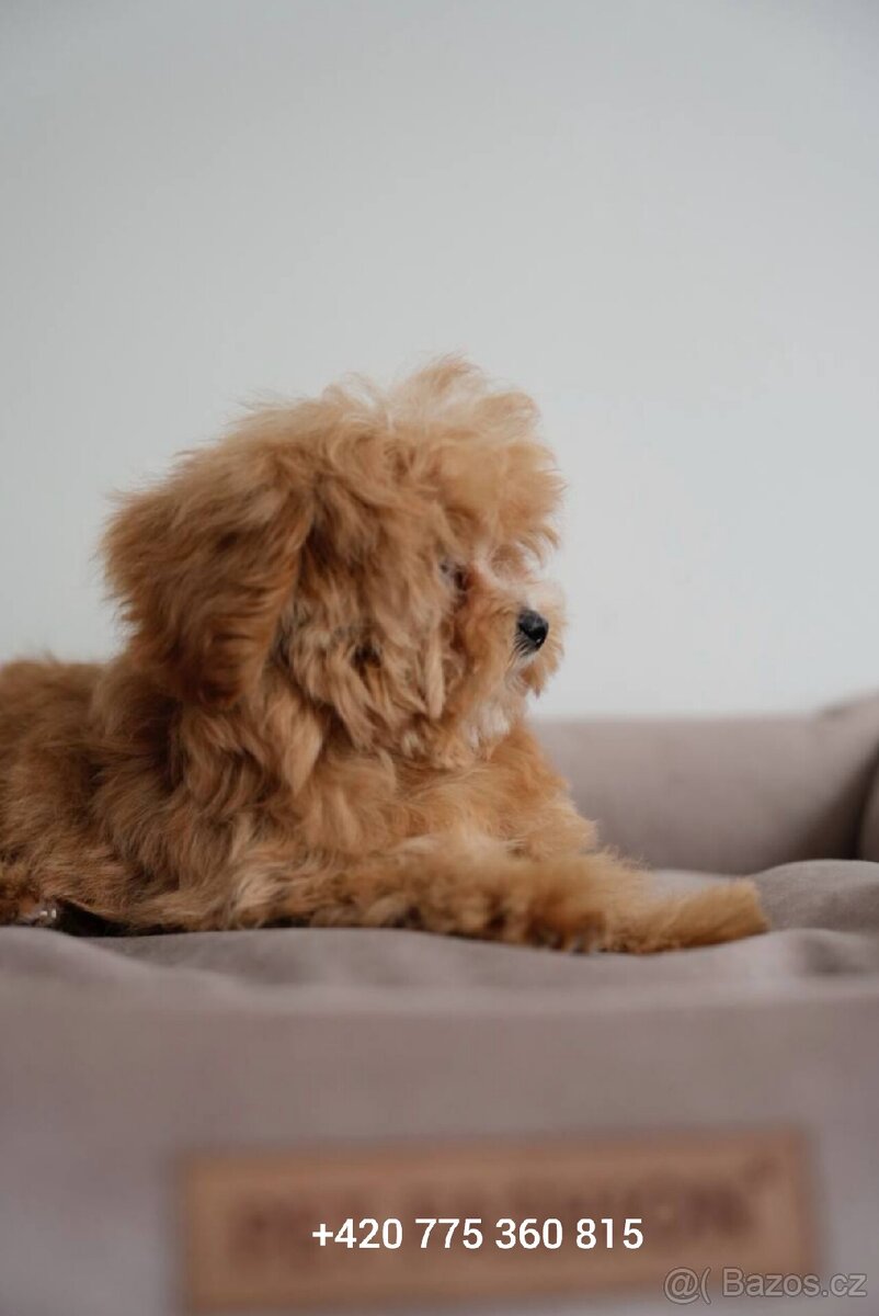 Maltipoo holčička f1 - 5