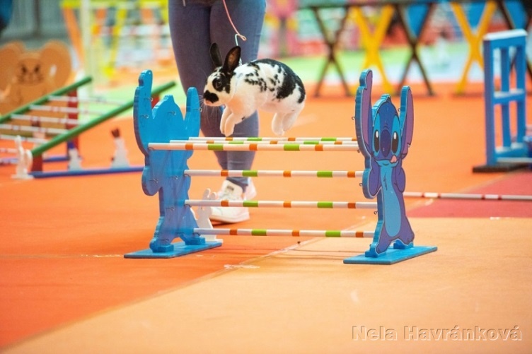 sportovní králík s pp - Lora - 5