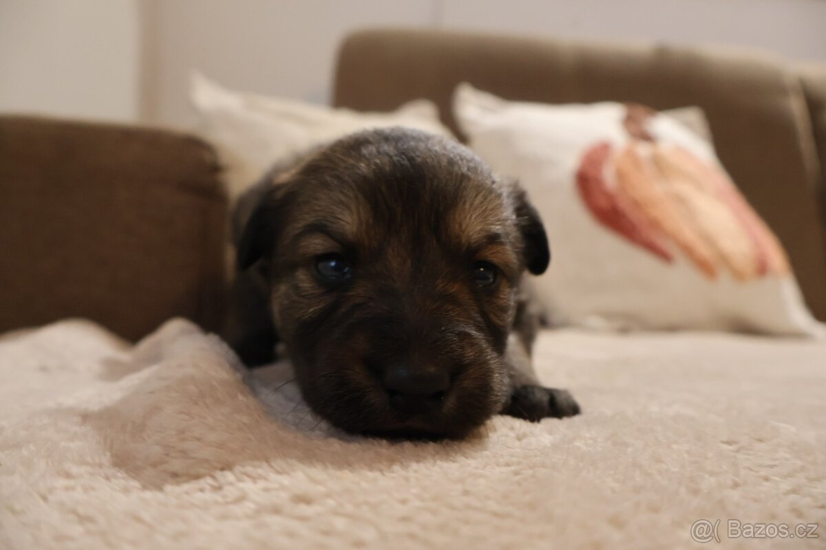 Nabízíme krásná štěňata - 5