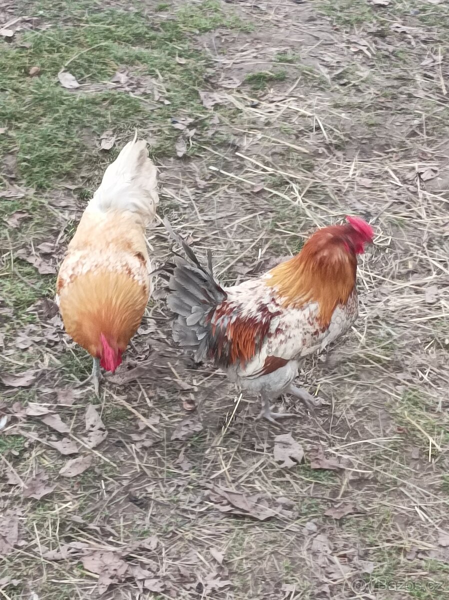 Prodám kohouty - 5