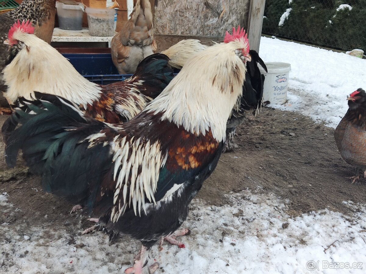 Faverolka velká lososová - kohouti - 5