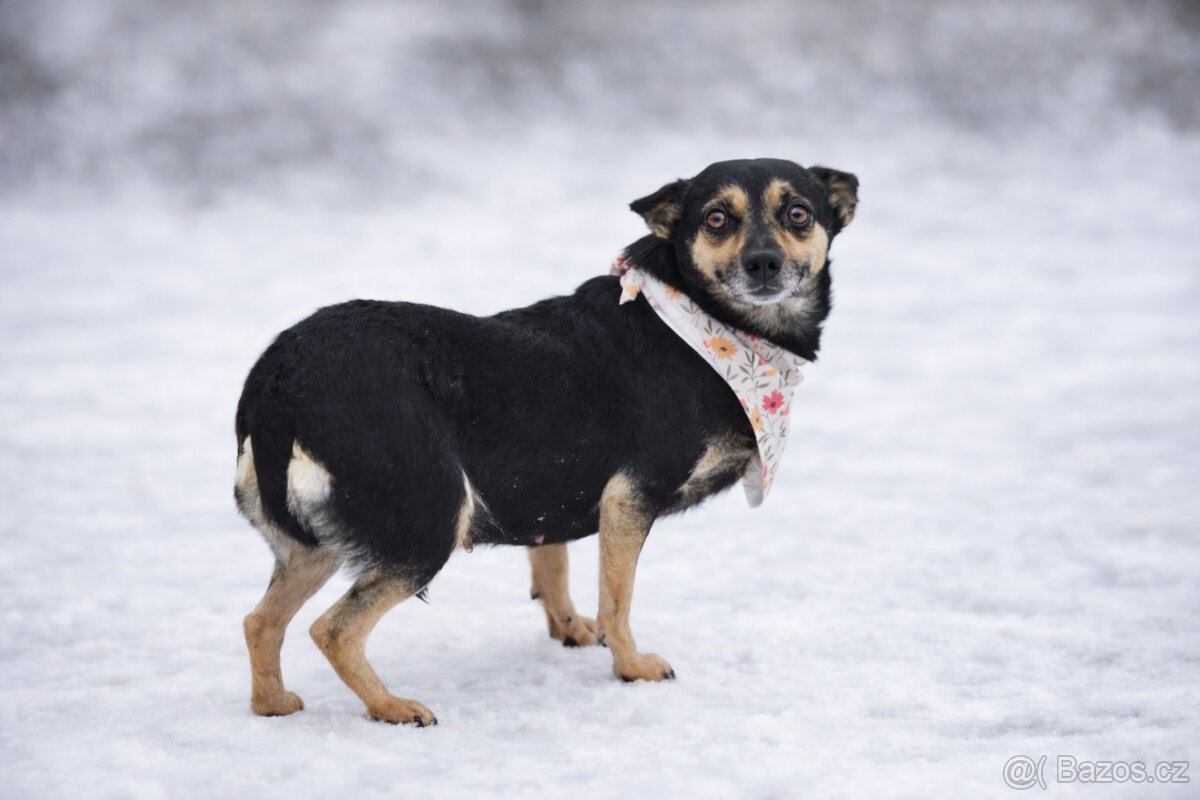 Timea hledá domov - 5