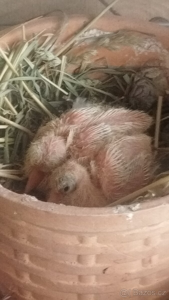 Hrdlička chechtavá - 5