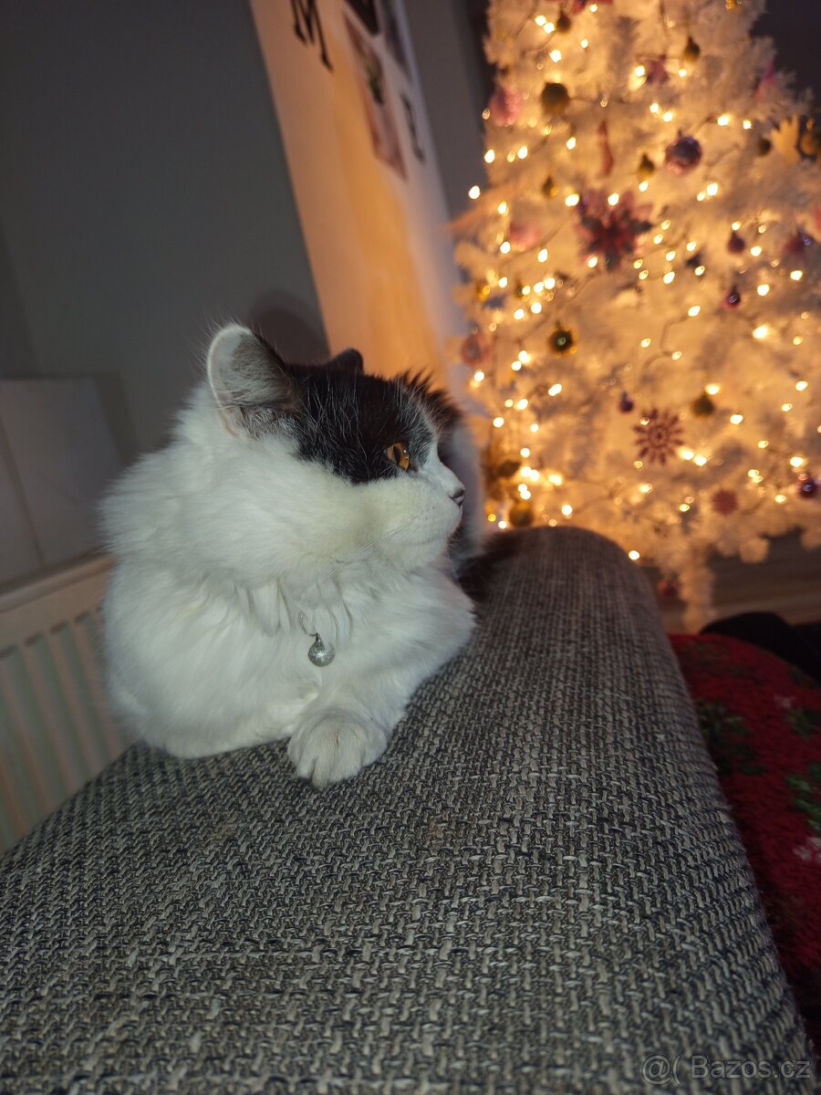 Daruji kocourka - 5