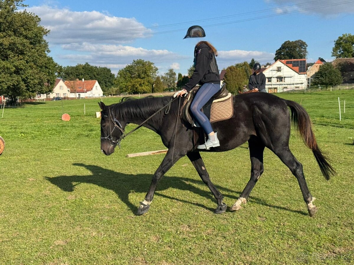 Valach a1/1 na prodej - 5