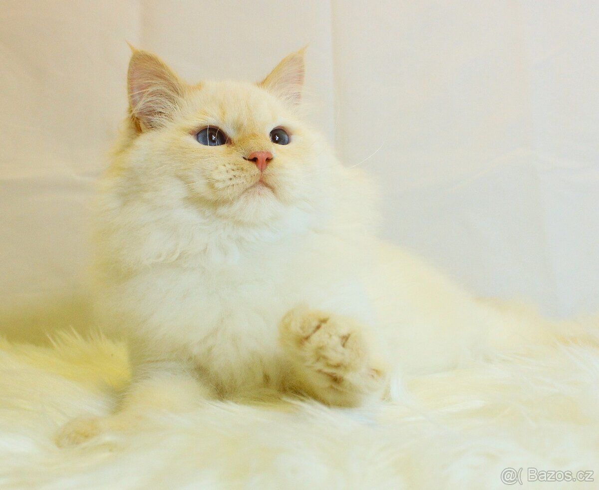 Sibiřská kočka - Neva Masqerade - 5