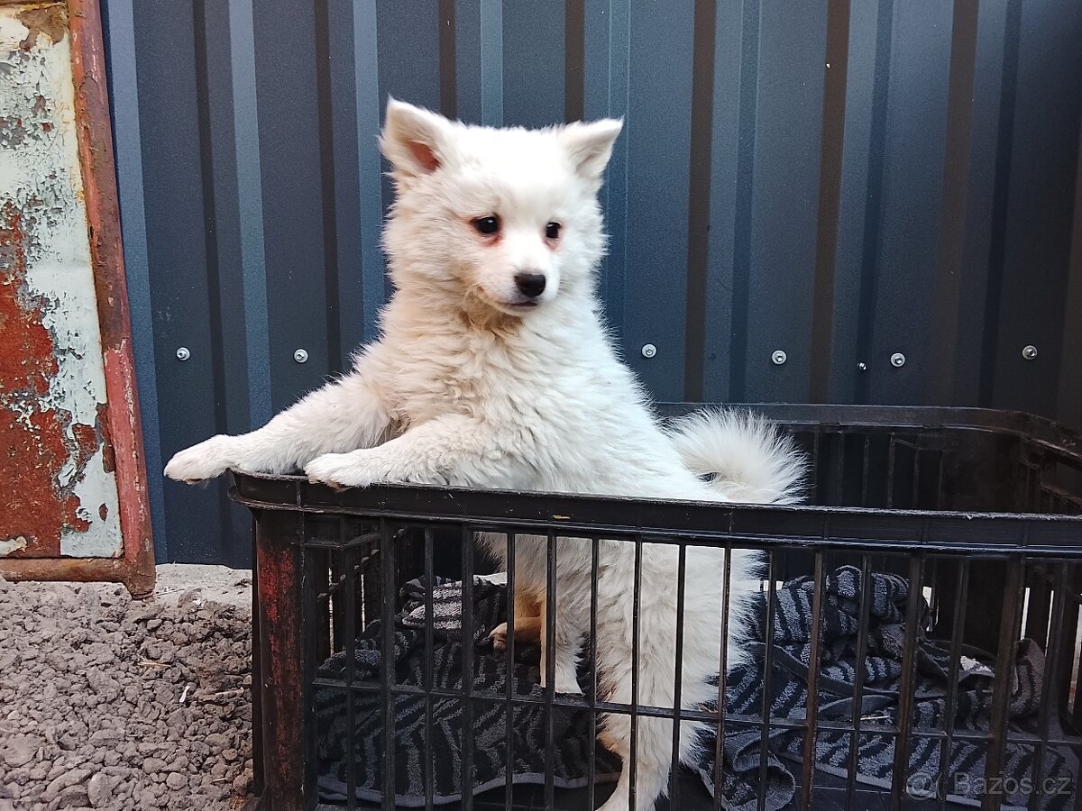 Štěňata-Německý špic střední - 5