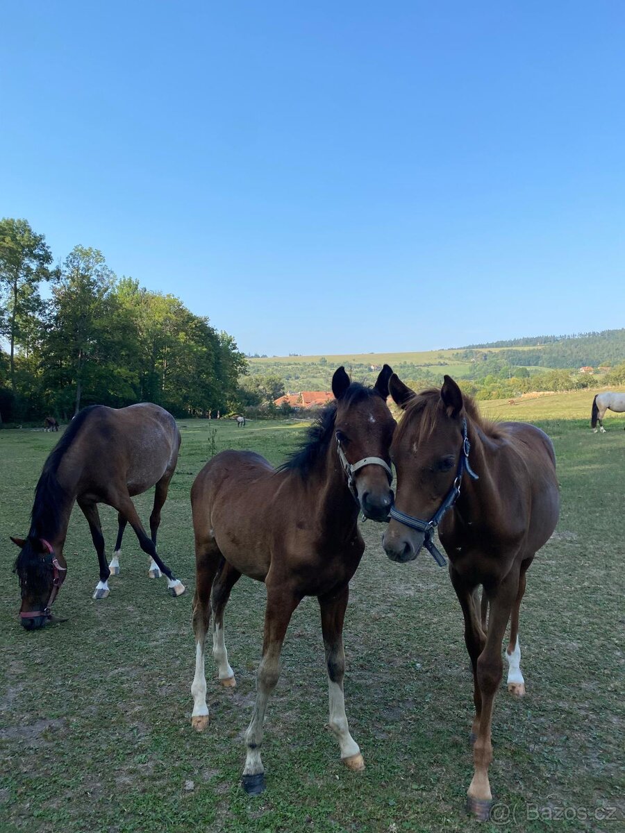 Připouštění, hřebec Welsh Pony,sekce B - 5