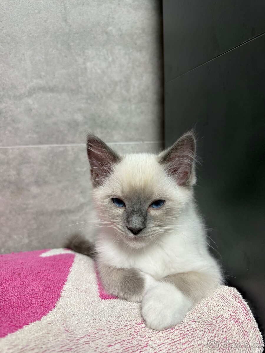 Ragdoll - 5
