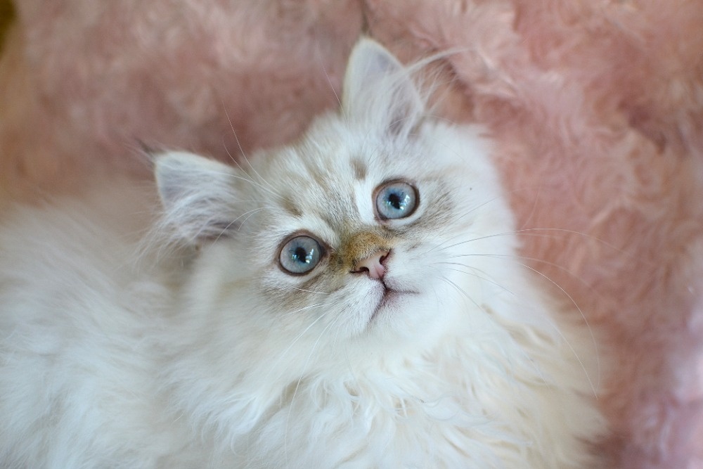 Krásný kocourek s PP ihned k odběru - 5