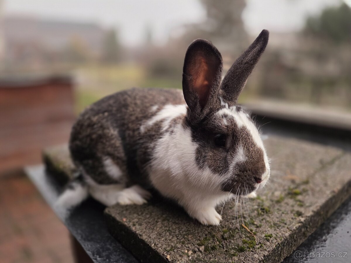 český strakáč samice a samec - 5