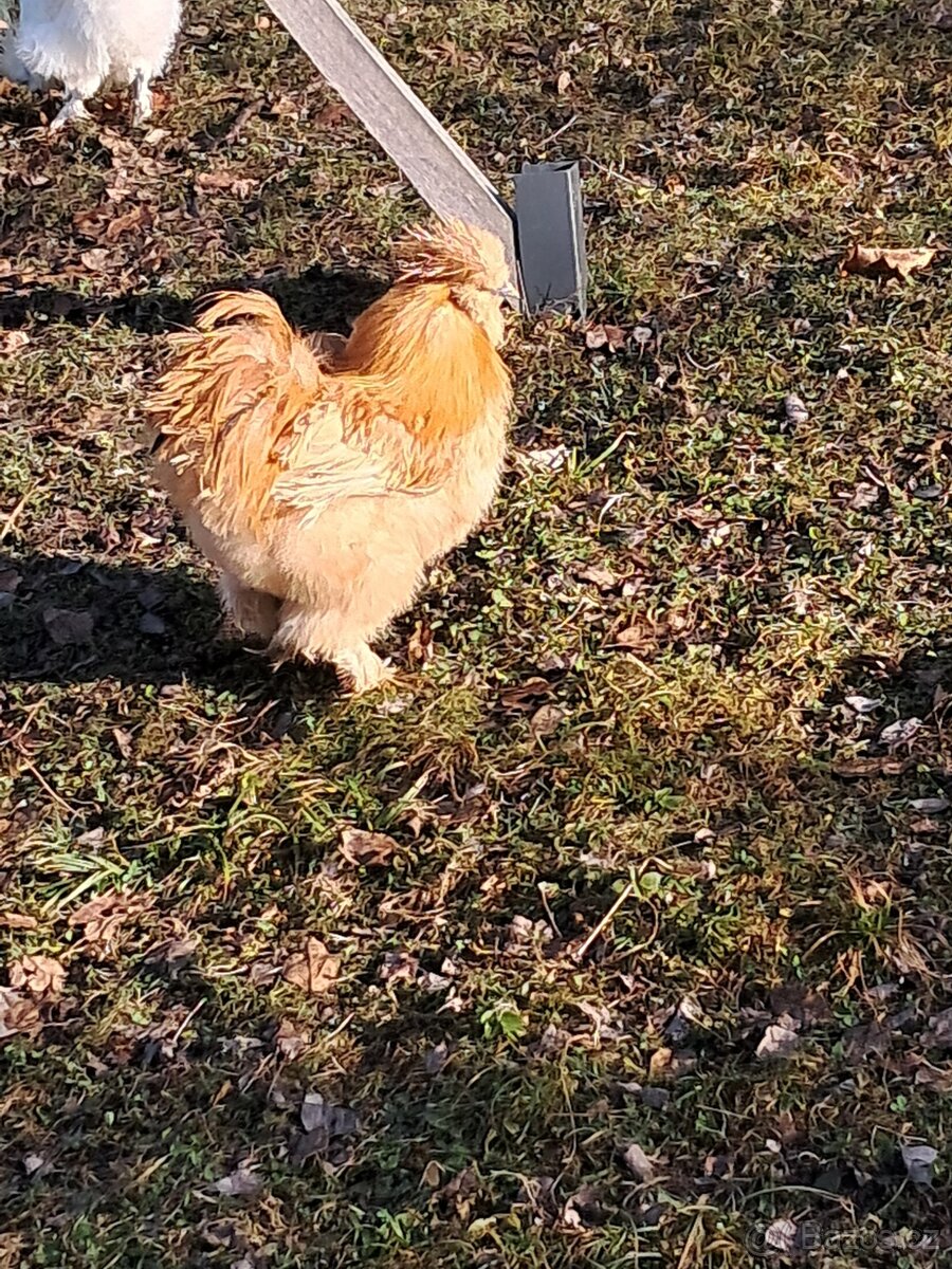 Hedvábnička EU - 5