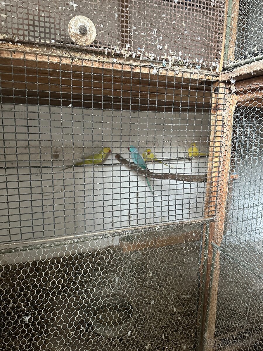 Alexandři, papoušci, rozely - 5