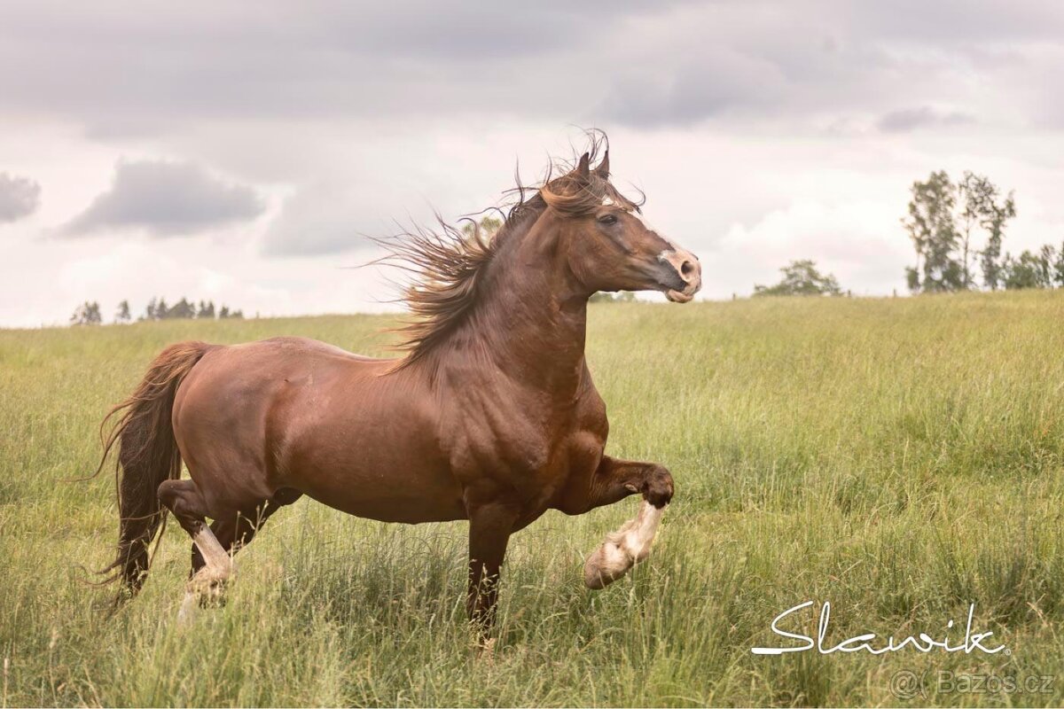 Připouštění Welsh Cob - 5