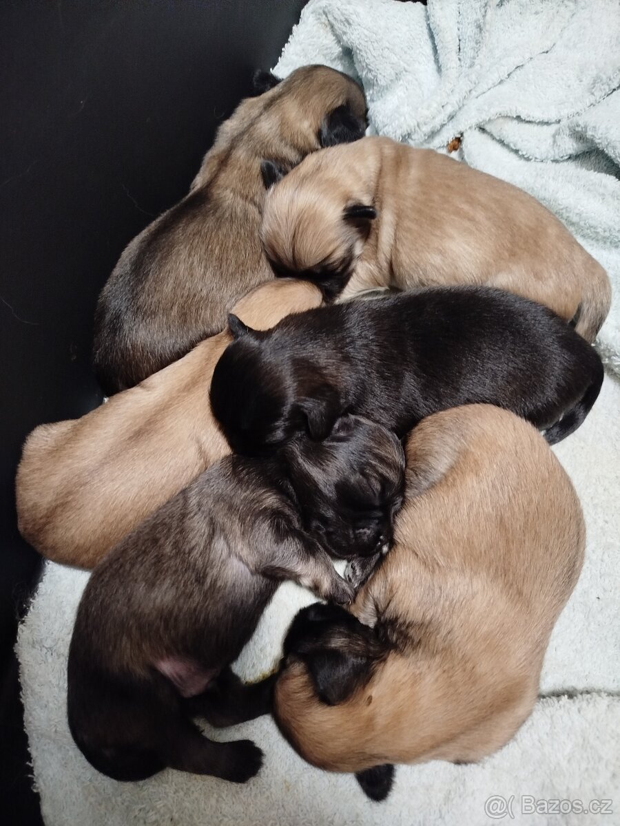 Tibetský španěl - štěňata s PP - 5