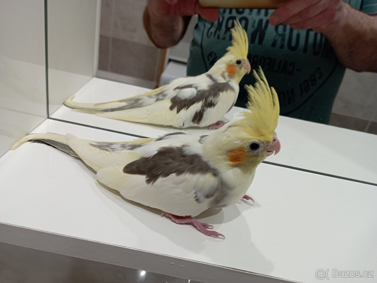 Korelky ručně dokrmené Brno - 5