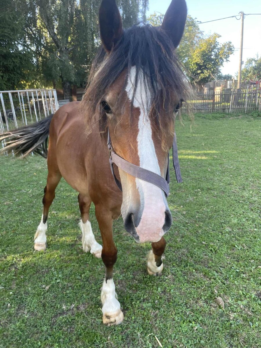 Na jaře dvouletý valach Welsh Cob - 5