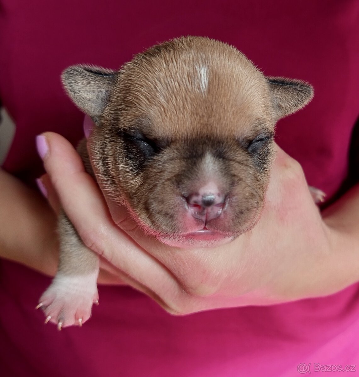 Štěňátka American bully pocket s PP - 5