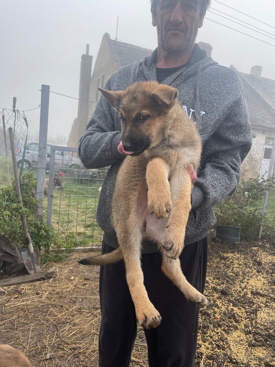 Štěně vlčáka - 5