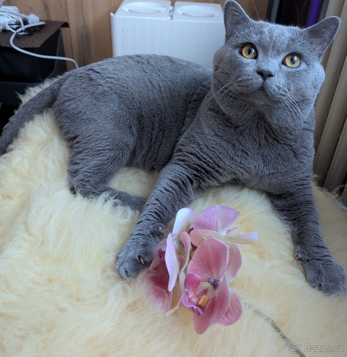 Britská koťata - 5