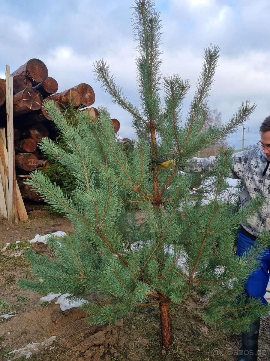 Vánoční stromek z prořezávky - 5