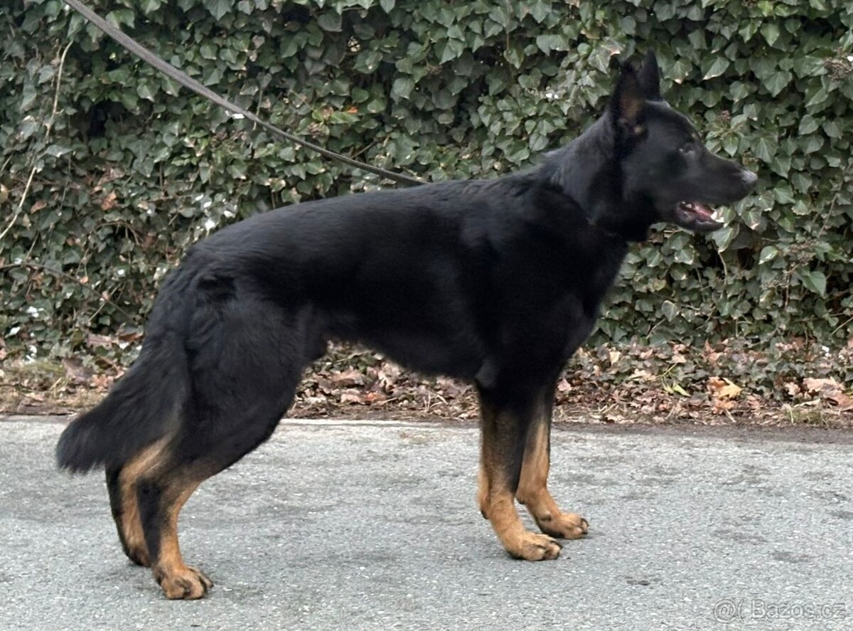 Německý ovčák - 5