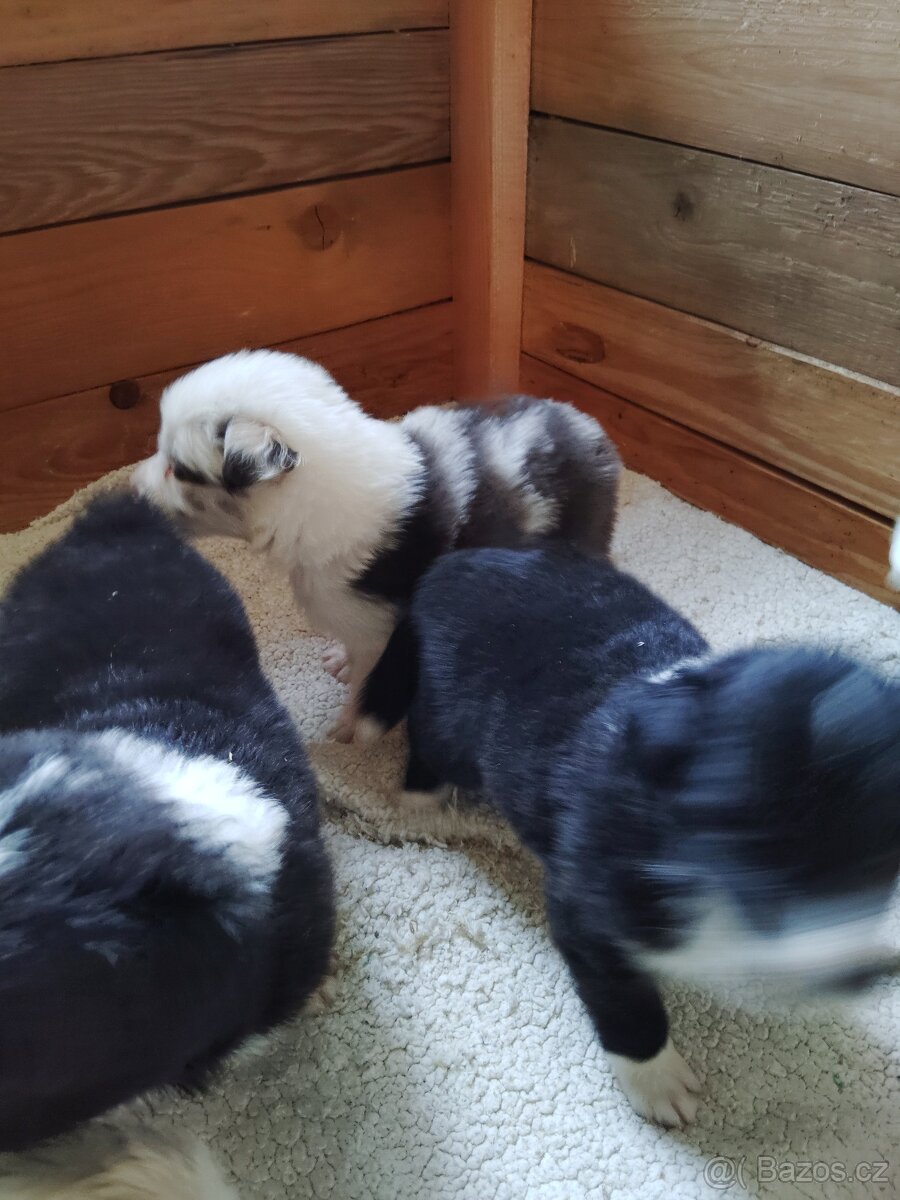 Štěňata border kolie - 5