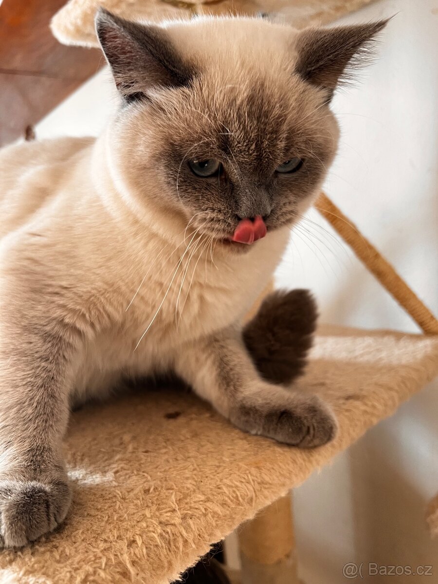 Skotská koťáta - 5