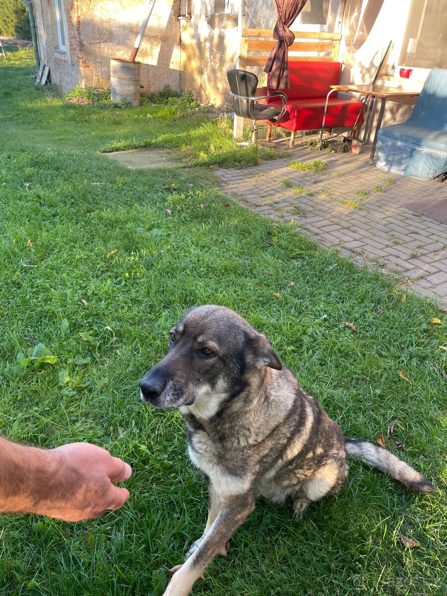 Štěně vlčáka - 5