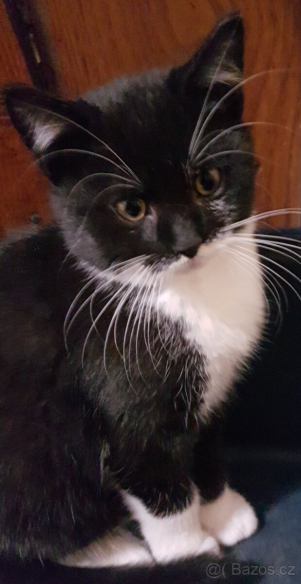 Darujeme koťátka - 5