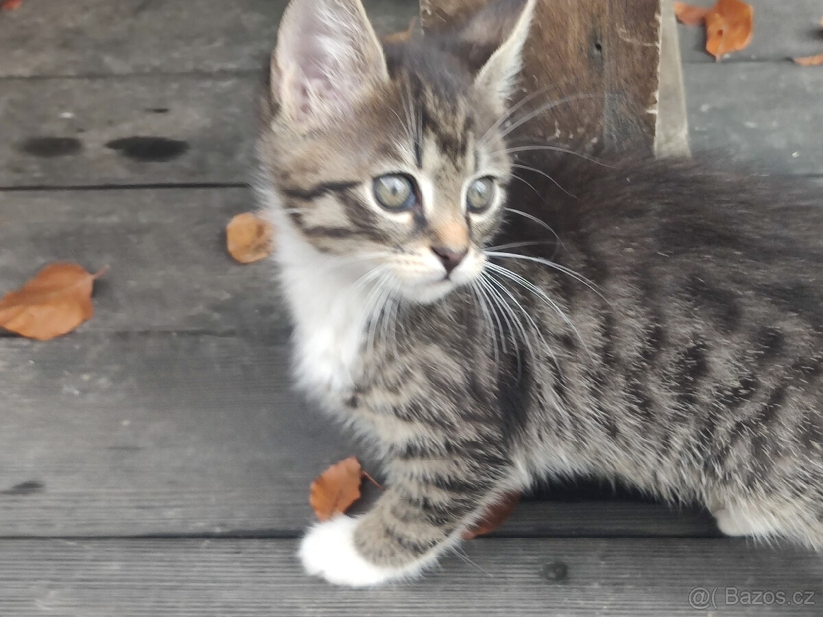 Mainská mývalí - kříženci - 5