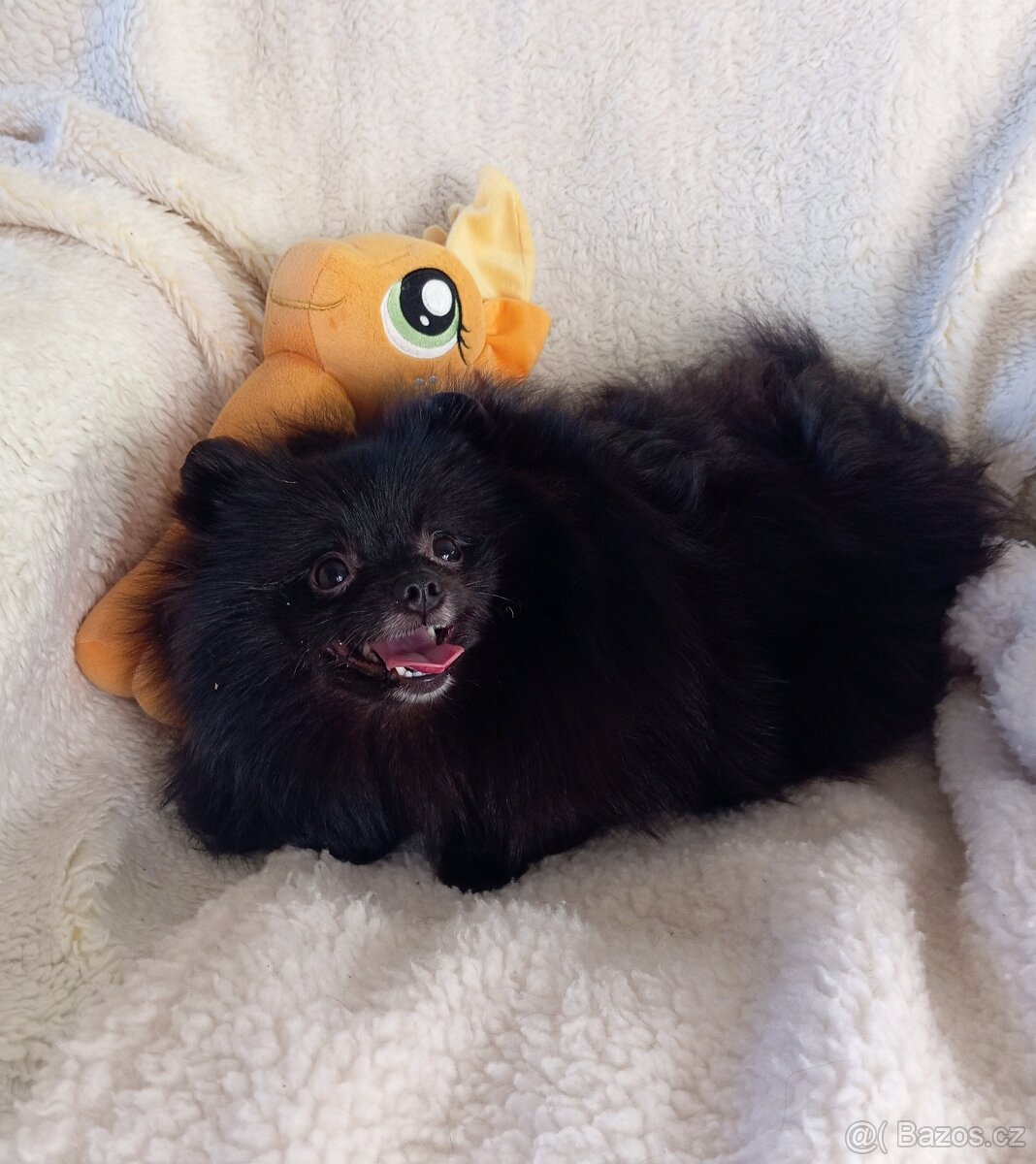 Pomeranian, černá fenečka bez PP. - 5