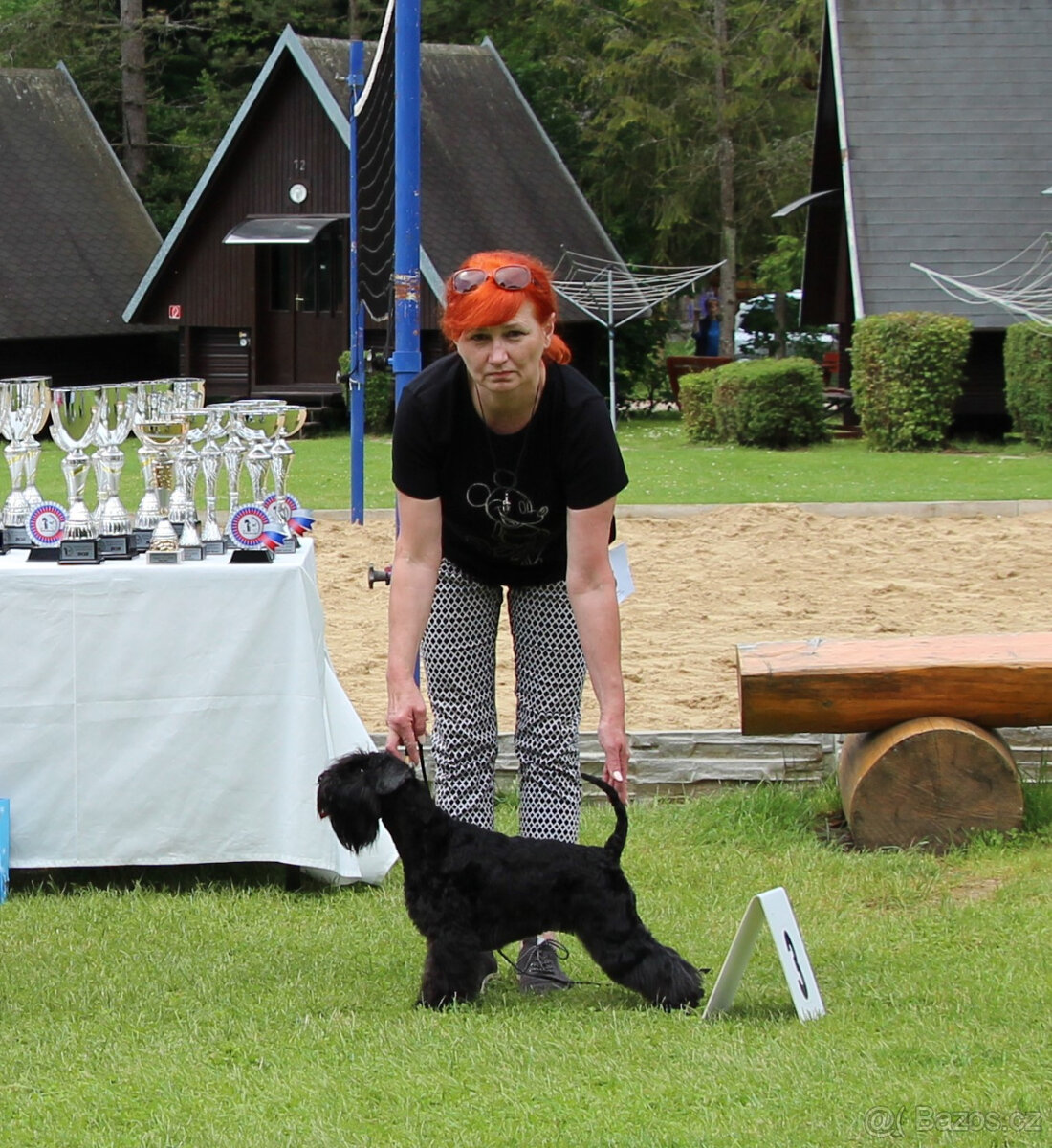 Knírač malý černý - top šteňátka s PP - 5