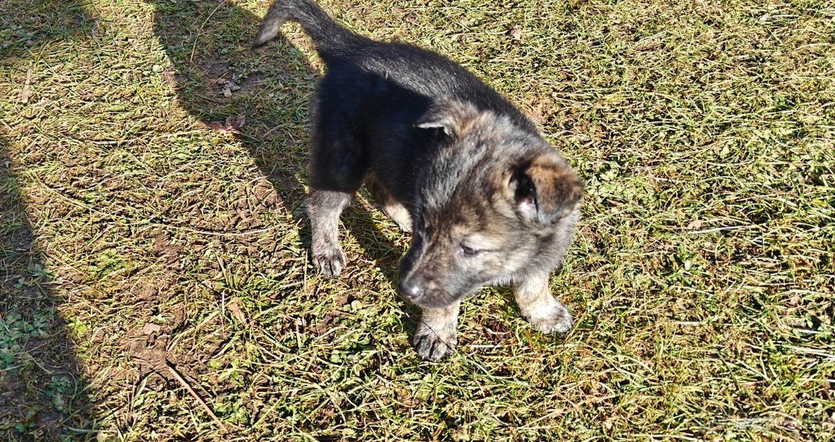 Atraktivní štěňata - 5