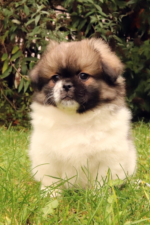 Tibetský španěl - 5