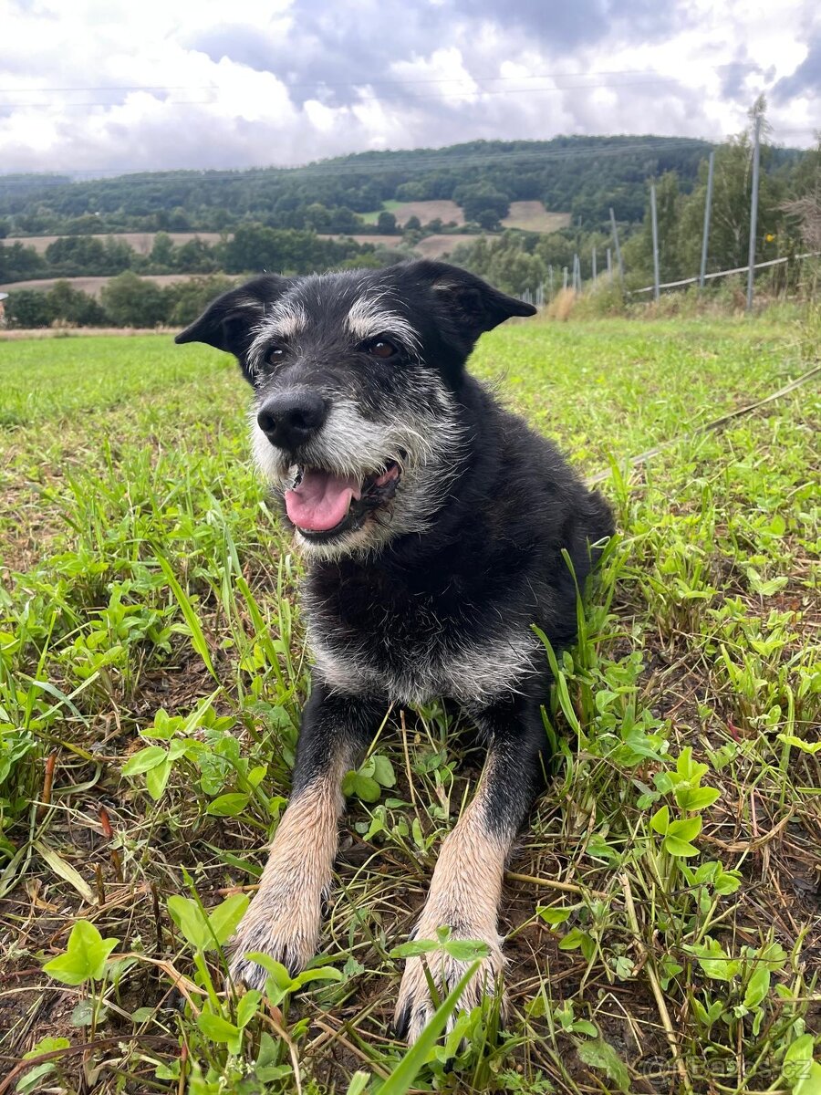 JACK - psík 9 let - 5