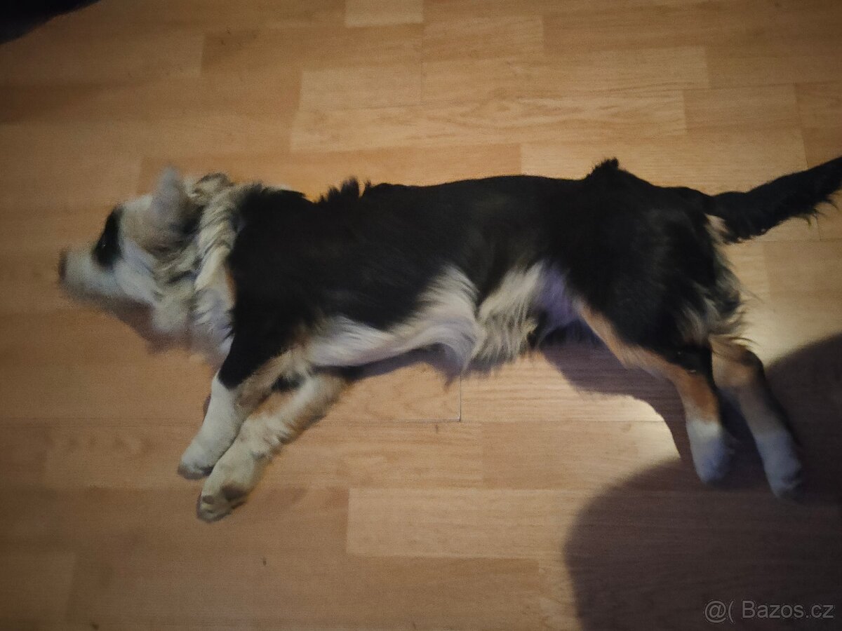 Daruji štěně - 5