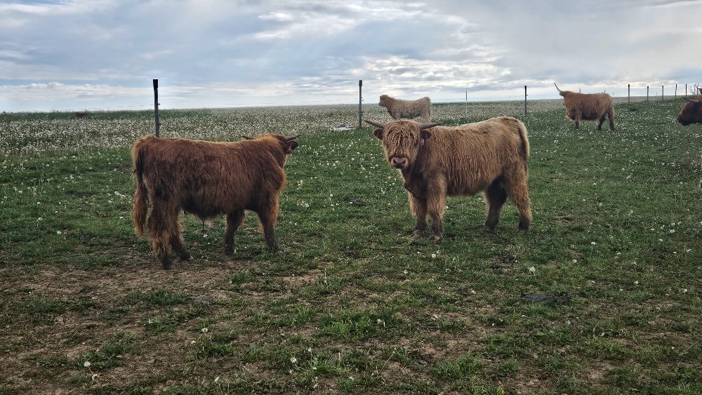 prodám býky - zástav - highland - 5