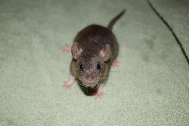 Potkani - fuzz, standard, dwarf - 5