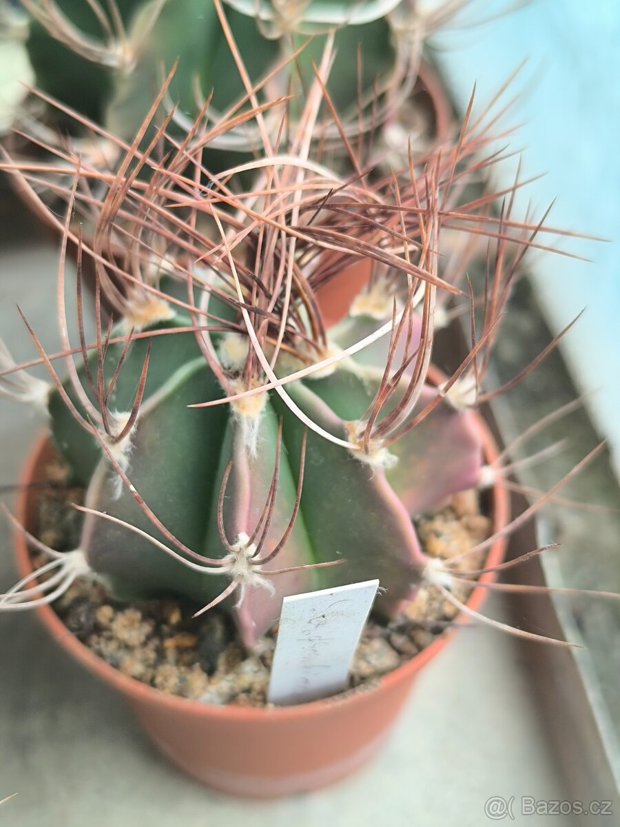 Kaktusy a sukulenty - 5