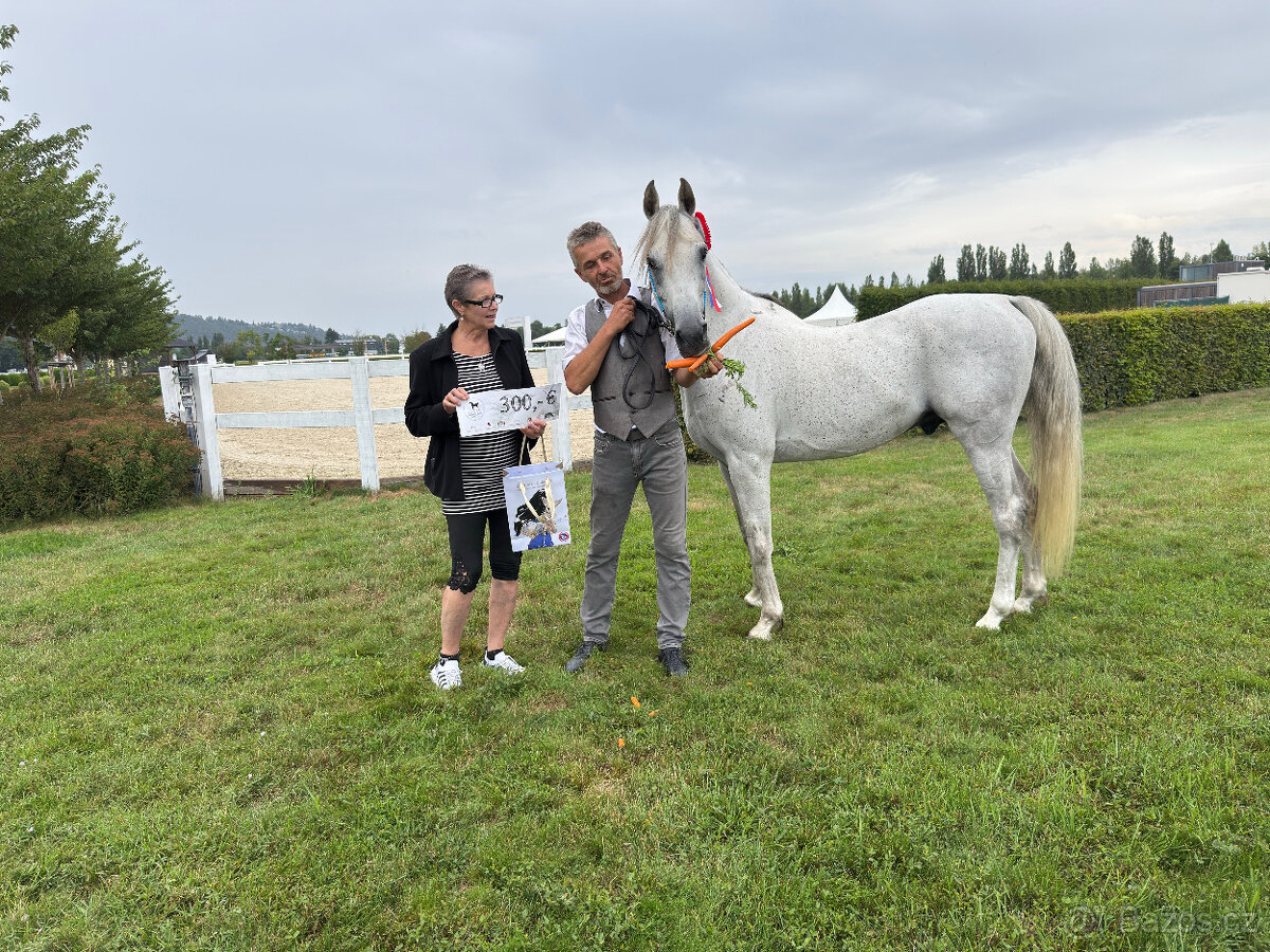 Připouštění čistým arabským hřebcem - 5