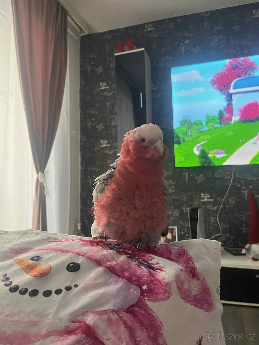 Kakadu růžový - 5