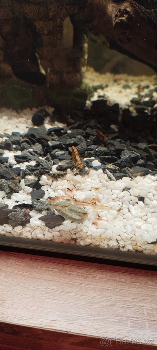Krevetky Neocaridina - 5