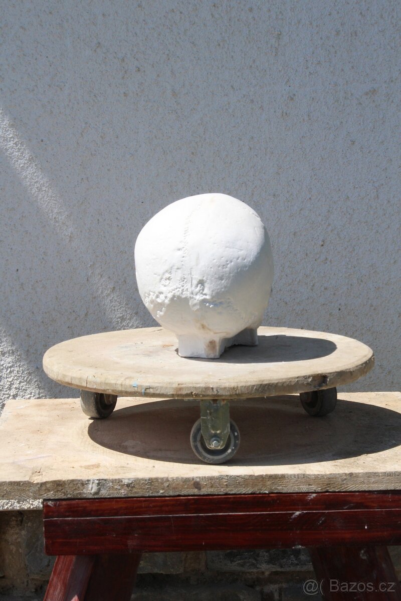 lebka - sadrový odlitek - 5