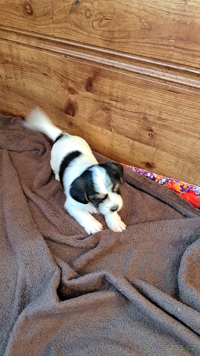 Biewr jokšír teriér - 5