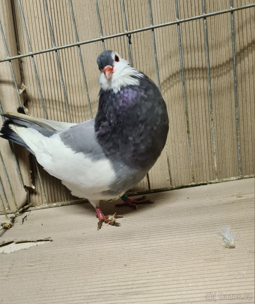 Český stavák modrý sedlatý - 5