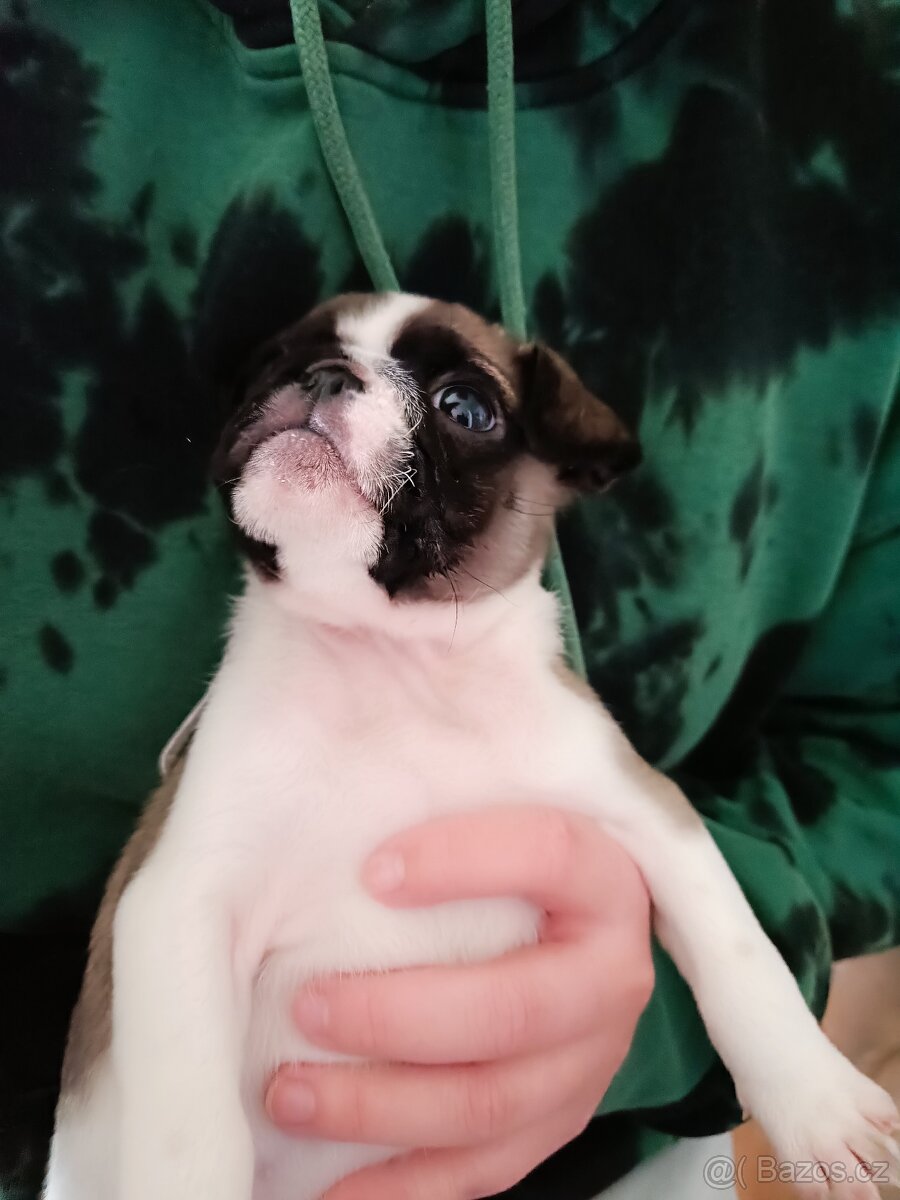 Prodám Mopsiky - 5