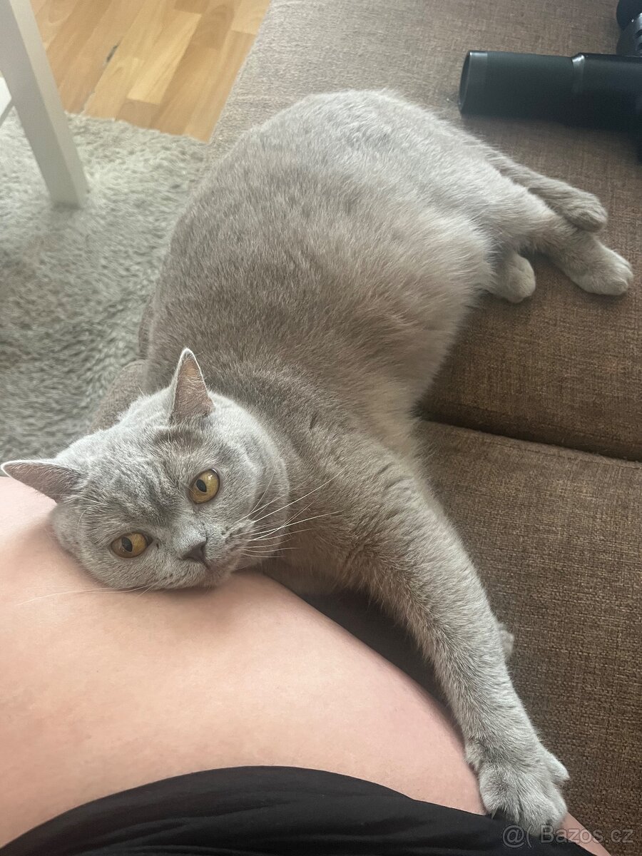 Britská kočička - 5