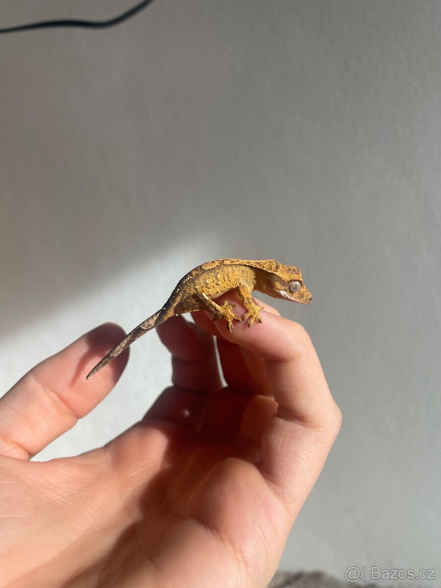 Pagekon řasnatý - 5